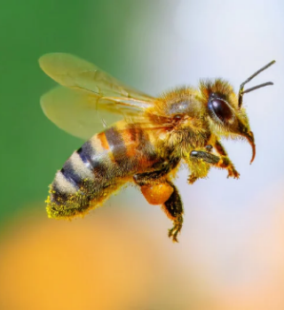 about bees 1