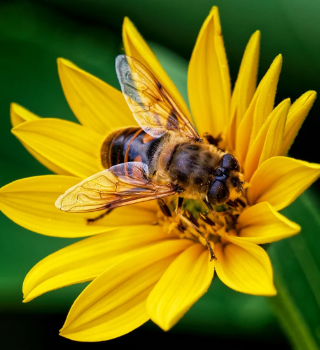 about bees 2