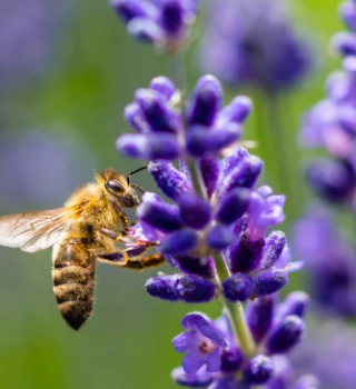 about bees 3