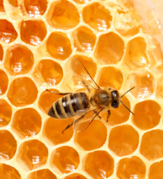 about bees 4