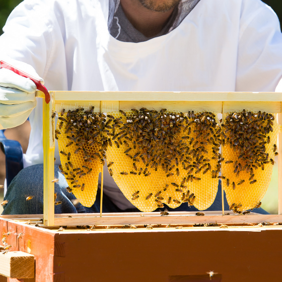 beekeeper